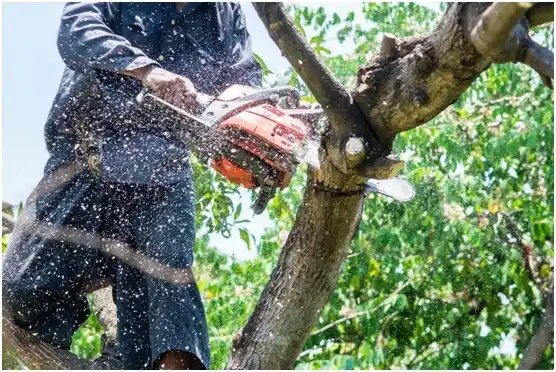tree services Johnson Creek